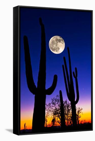 Moon over Saguaro Cactus (Carnegiea Gigantea), Tucson, Pima County, Arizona, USA-null-Framed Stretched Canvas