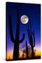 Moon over Saguaro Cactus (Carnegiea Gigantea), Tucson, Pima County, Arizona, USA-null-Stretched Canvas