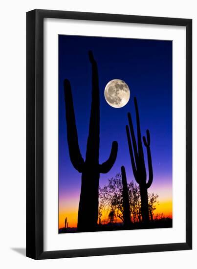 Moon over Saguaro Cactus (Carnegiea Gigantea), Tucson, Pima County, Arizona, USA-null-Framed Premium Photographic Print