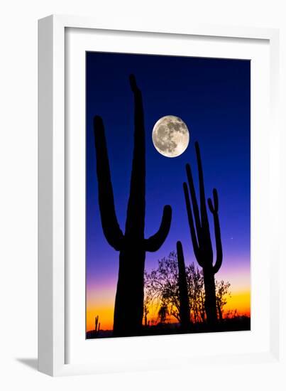 Moon over Saguaro Cactus (Carnegiea Gigantea), Tucson, Pima County, Arizona, USA-null-Framed Premium Photographic Print