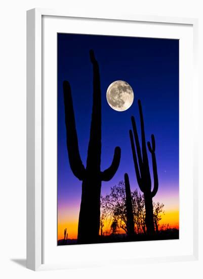 Moon over Saguaro Cactus (Carnegiea Gigantea), Tucson, Pima County, Arizona, USA-null-Framed Premium Photographic Print