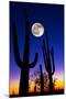 Moon over Saguaro Cactus (Carnegiea Gigantea), Tucson, Pima County, Arizona, USA-null-Mounted Premium Photographic Print