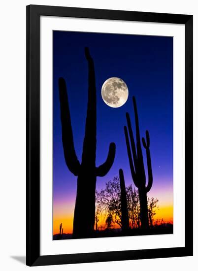 Moon over Saguaro Cactus (Carnegiea Gigantea), Tucson, Pima County, Arizona, USA-null-Framed Premium Photographic Print