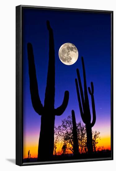 Moon over Saguaro Cactus (Carnegiea Gigantea), Tucson, Pima County, Arizona, USA-null-Framed Photographic Print