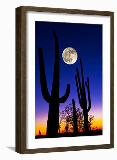 Moon over Saguaro Cactus (Carnegiea Gigantea), Tucson, Pima County, Arizona, USA-null-Framed Photographic Print