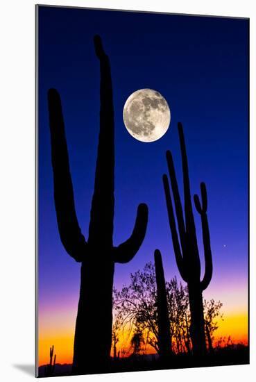 Moon over Saguaro Cactus (Carnegiea Gigantea), Tucson, Pima County, Arizona, USA-null-Mounted Photographic Print
