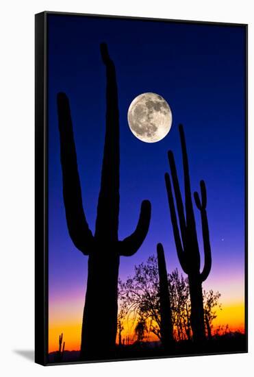 Moon over Saguaro Cactus (Carnegiea Gigantea), Tucson, Pima County, Arizona, USA-null-Framed Stretched Canvas