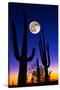 Moon over Saguaro Cactus (Carnegiea Gigantea), Tucson, Pima County, Arizona, USA-null-Stretched Canvas