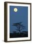 Moon over savannah at night, Serengeti , Tanzania, november-Bernd Rohrschneider-Framed Photographic Print