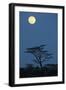 Moon over savannah at night, Serengeti , Tanzania, november-Bernd Rohrschneider-Framed Photographic Print