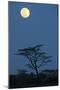 Moon over savannah at night, Serengeti , Tanzania, november-Bernd Rohrschneider-Mounted Photographic Print