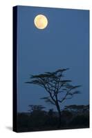 Moon over savannah at night, Serengeti , Tanzania, november-Bernd Rohrschneider-Stretched Canvas