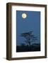 Moon over savannah at night, Serengeti , Tanzania, november-Bernd Rohrschneider-Framed Photographic Print