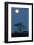 Moon over savannah at night, Serengeti , Tanzania, november-Bernd Rohrschneider-Framed Photographic Print