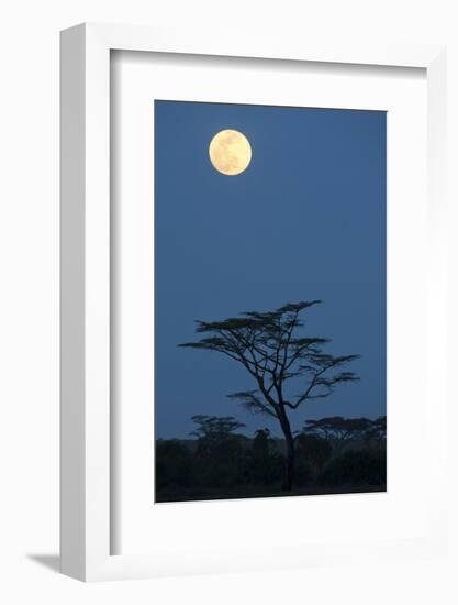 Moon over savannah at night, Serengeti , Tanzania, november-Bernd Rohrschneider-Framed Photographic Print