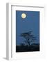 Moon over savannah at night, Serengeti , Tanzania, november-Bernd Rohrschneider-Framed Photographic Print