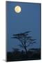 Moon over savannah at night, Serengeti , Tanzania, november-Bernd Rohrschneider-Mounted Photographic Print