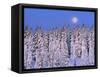 Moon Over Snow-Covered Trees-Cindy Kassab-Framed Stretched Canvas