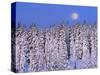 Moon Over Snow-Covered Trees-Cindy Kassab-Stretched Canvas