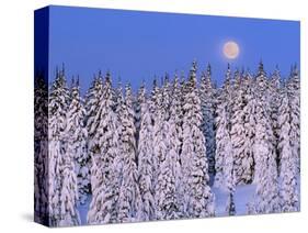 Moon Over Snow-Covered Trees-Cindy Kassab-Stretched Canvas