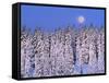 Moon Over Snow-Covered Trees-Cindy Kassab-Framed Stretched Canvas