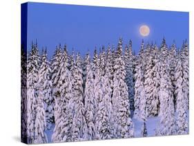 Moon Over Snow-Covered Trees-Cindy Kassab-Stretched Canvas