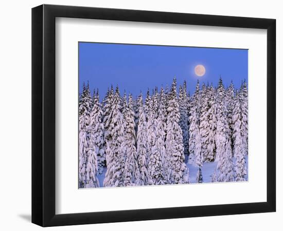 Moon Over Snow-Covered Trees-Cindy Kassab-Framed Photographic Print