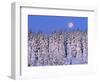 Moon Over Snow-Covered Trees-Cindy Kassab-Framed Photographic Print