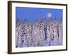 Moon Over Snow-Covered Trees-Cindy Kassab-Framed Photographic Print