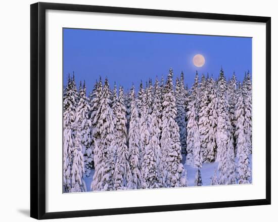 Moon Over Snow-Covered Trees-Cindy Kassab-Framed Photographic Print