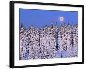 Moon Over Snow-Covered Trees-Cindy Kassab-Framed Photographic Print