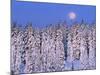 Moon Over Snow-Covered Trees-Cindy Kassab-Mounted Photographic Print