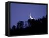 Moon Over the Forest-null-Framed Stretched Canvas