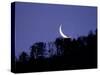 Moon Over the Forest-null-Stretched Canvas