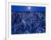 Moon Over the Winter Forest-null-Framed Photographic Print