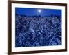 Moon Over the Winter Forest-null-Framed Photographic Print