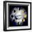 Moon Phases-Jasmine Becket-Griffith-Framed Art Print