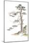 Moon Pine on White-Chris Paschke-Mounted Art Print