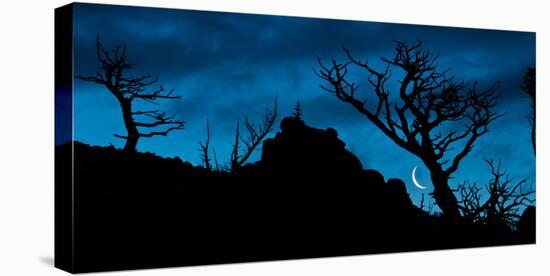 Moon Rises as Dawn Light Illuminates the Skeletons of Whitebark Pine, Lewis Range, Montana-Steven Gnam-Stretched Canvas