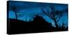 Moon Rises as Dawn Light Illuminates the Skeletons of Whitebark Pine, Lewis Range, Montana-Steven Gnam-Stretched Canvas