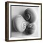 Moon Sea Shell-John Harper-Framed Giclee Print