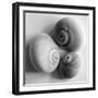 Moon Sea Shell-John Harper-Framed Giclee Print