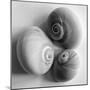 Moon Sea Shell-John Harper-Mounted Giclee Print