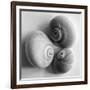 Moon Sea Shell-John Harper-Framed Giclee Print