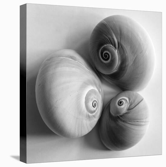 Moon Sea Shell-John Harper-Stretched Canvas