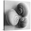 Moon Sea Shell-John Harper-Stretched Canvas