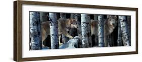 Moon Shadows 2-Gordon Semmens-Framed Photographic Print