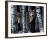 Moon Shadows-Gordon Semmens-Framed Photographic Print