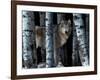 Moon Shadows-Gordon Semmens-Framed Photographic Print