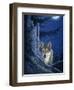 Moon Shine-Joh Naito-Framed Premium Giclee Print